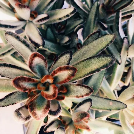 Casa Biota Apartamento